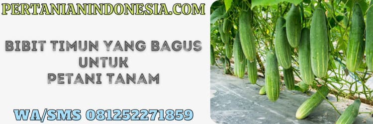 bibit timun,petani,benih,benih mentimun,ketimun